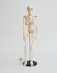 Szkielet człowieka na statywie skala 1:2 85cm z nerwami rdzeniowymi