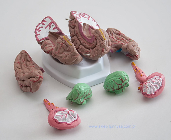 mózg – model mózgu