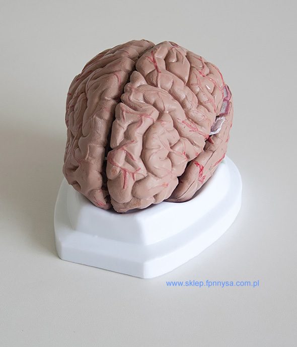 Model mózgu - mózg