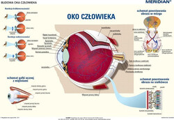 Budowa oka