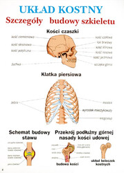 Anatomia i fizjologia człowieka dla liceum, 20 plansz