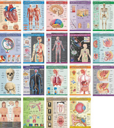 Zestaw 19 plansz Anatomia człowieka