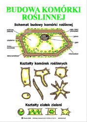 Budowa komórki roślinnej