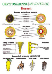 Biologia dla gimnazjum - Botanika II Organowce -20 plansze dydaktyczne