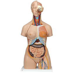 Tułów z głową dwupłciowy, model 28-częściowy z otwartym tyłem Model Luksusowy B35 