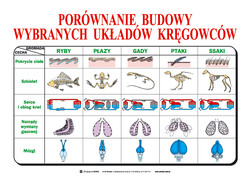 Biologia dla gimnazjum - Zoologia II Kręgowce -18 plansz