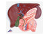 Wątroba, model z woreczkiem żółciowym, trzustką i dwunastnicą Model reliefowy VE315