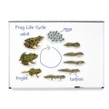 Cykl rozwojowy żaby pomoce
