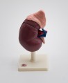 Model anatomiczny nerki