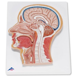 Model przekroju głowy C12