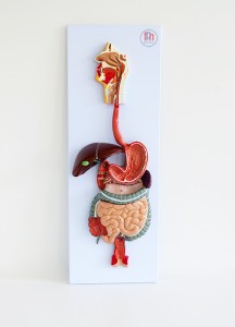 Reliefowy model układu trawiennego / układ trawienny człowieka