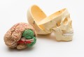 Czaszka człowieka z 8-częściowym modelem mózgu - model anatomiczny