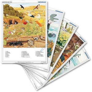 EKOSYSTEMY - rabatowy komplet 5 ściennych plansz dydaktycznych dwustronnych