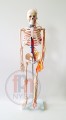 Szkielet człowieka na statywie skala 1:2 85cm z nerwami rdzeniowymi i naczyniami krwionośnymi