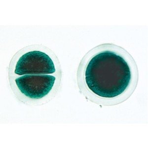 Algi (30 prep.) W13041