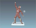 Mini figura mięśniowa - układ mięśniowy model anatomiczny