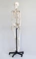 Szkielet człowieka na statywie - model anatomiczny