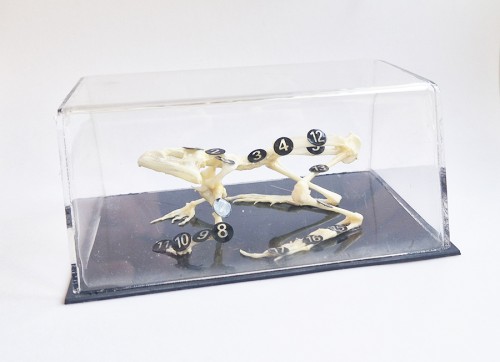 Szkielet ropuchy żaby