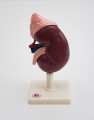 Modele anatomiczne nerka z nadnerczem 