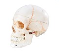Model czaszki 3-częsciowy ponumeorwany / Czaszka człowieka