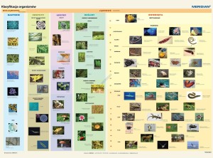 Klasyfikacja organizmów - ścienna plansza dydaktyczna