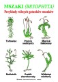 Mszaki - Przykłady gatunków