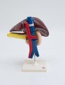 Wątroba z trzustką i dwunastnicą model anatomiczny