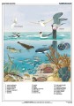 Ekosystem Bałtyku