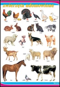 Zestaw 4 plansz - Nauczanie zintegrowane