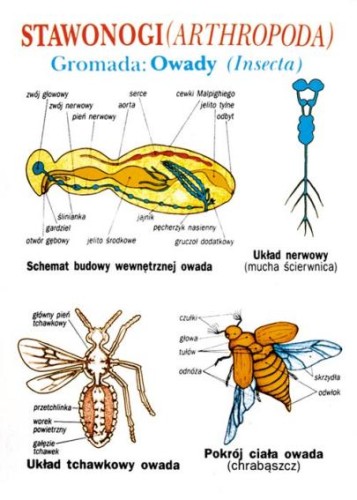 Biologia dla gimnazjum - Zoologia I Komórka, tkanki, bezkręgowce - 21 plansz