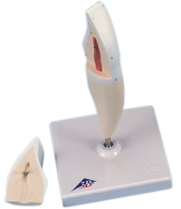 Ząb - Siekacz dolny, model 2-częściowy D10/1