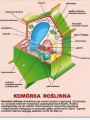 komórki jednostki życia