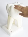 Model anatomiczny zęba duży 3-częściowy. Ząb zdrowy
