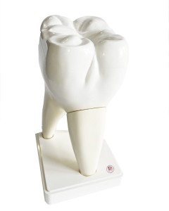 Model przekroju zęba trzonowego - ząb zdrowy