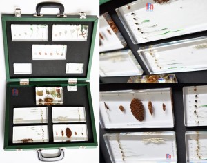 Królestwo roślin, cykle rozwojowe kiełkowanie 10 okazów