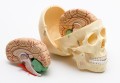 Pracownia biologiczna - model czaszki - model mózgu
