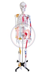Szkielet człowieka z wiązadłami stawów i malowaniem przyczepów mięśniowych 168cm