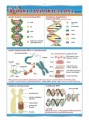 Budowa i replikacja DNA 