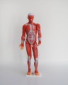 Układ mięśniowy człowieka 85 cm