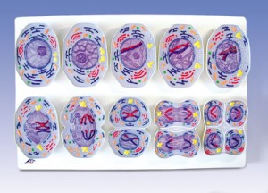 Podział komórki - Mejoza, zestaw 10 modeli na podstawie R02