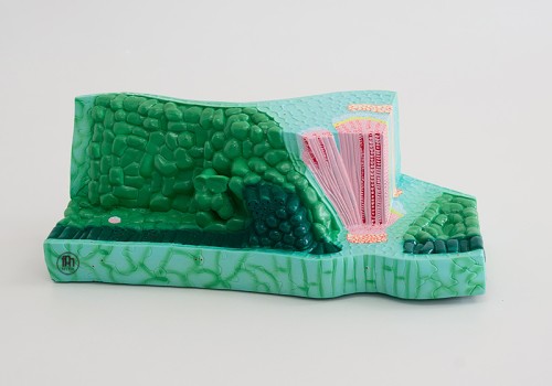 Model liścia struktura - liść w przekroju