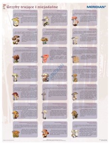 Grzyby trujące i niejadalne - ścienna plansza dydaktyczna