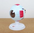 Oko ludzkie model