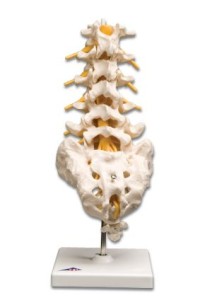 Kręgosłup - odcinek lędźwiowy A74