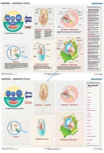 DUO Komórki - jednostki życia - ścienna plansza dydaktyczna