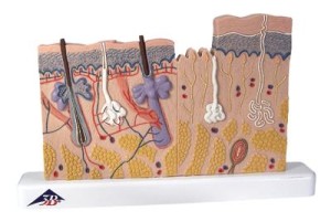 Przekrój skóry, model 40-krotnie powiększony J11