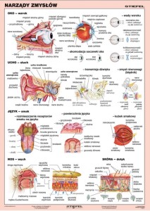 Narządy zmysłów - plansza ścienna