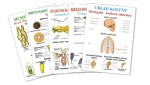 Biologia dla szkoły podstawowej, 98 plansz - plansze dydaktyczne