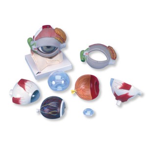 Oko, model z powieką  8 - częściowy, 5 krotnie powiększony F12