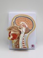 Głowa przekrój model anatomiczny